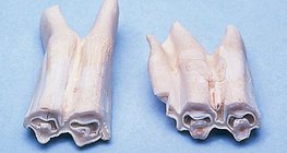 Răng hàm của động vật ăn cỏ