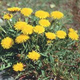 Bồ công anh thông thường