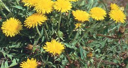 Bồ công anh thông thường