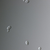 Nấm Candida (phổ biến nhất gây nhiễm trùng âm đạo)