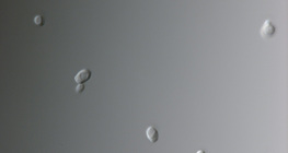 Nấm Candida (phổ biến nhất gây nhiễm trùng âm đạo)