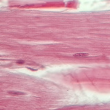 Gân (mặt cắt dọc)