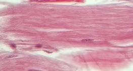 Gân (mặt cắt dọc)