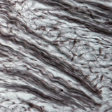 Mô sợi (mũi phôi lợn)