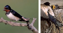 Nhạn bụng trắng