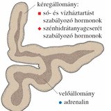 A mellékvese részei és hormontermelése