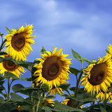 Hoa hướng dương