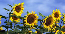 Hoa hướng dương