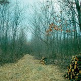 Suy nghĩ trong một khu rừng trẻ