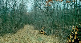 Suy nghĩ trong một khu rừng trẻ