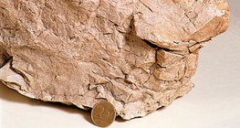 Dolomit là tên một loại đá trầm tích