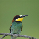 European bee-eater