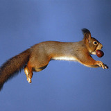 Squirrel jumping