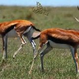 كينيا رحلة في براري أفريقيا الشاسعة الجزء الأول -