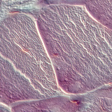 Gân (mặt cắt dọc)