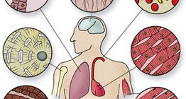 Các loại tế bào của các mô