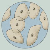 Hình ảnh hiển vi của các tế bào biểu mô từ bề mặt của lưỡi