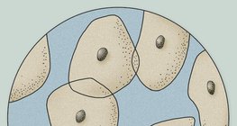 Hình ảnh hiển vi của các tế bào biểu mô từ bề mặt của lưỡi