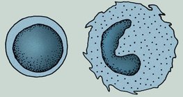 Các tế bào của hệ thống miễn dịch