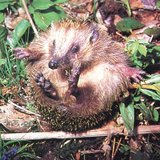 Con nhím lăn lên - 1