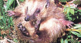 Con nhím lăn lên - 1