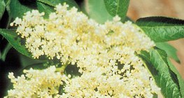 Hoa già đen châu Âu