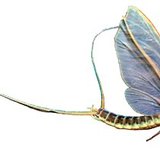 Long-tailed mayfly