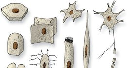 Hình dạng tế bào