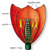 A tulipán virága és termése