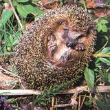 Con nhím lăn lên - 2