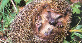 Con nhím lăn lên - 2