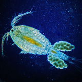 Copepod với túi trứng