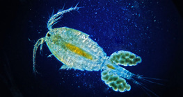 Copepod với túi trứng