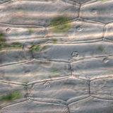 Tế bào biểu bì thực vật