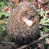 Con nhím lăn lên - 3