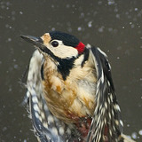 Great spotted woodpecker taking off from water
