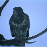 Tiếng ồn phổ biến