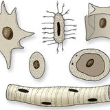 Nhân tế bào có hình dạng khác nhau