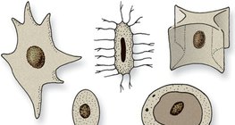 Nhân tế bào có hình dạng khác nhau