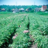 Cây khoai tây nở