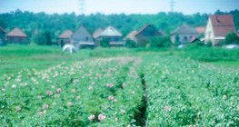 Cây khoai tây nở