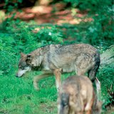 Tổ tiên của chó: sói