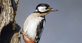 Great spotted woodpecker (female)