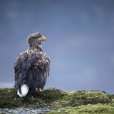 White-tailed eagle