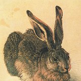 Albrecht Dürer - Hare (1502)
