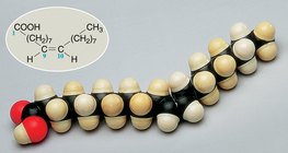 Mô hình lấp đầy không gian của một phân tử axit oleic