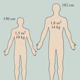 Trọng lượng và diện tích bề mặt của da người