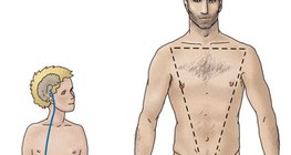 Hormonal regulation of the testicles