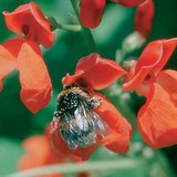 Một con ong đang tìm thức ăn