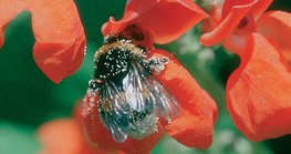 Một con ong đang tìm thức ăn